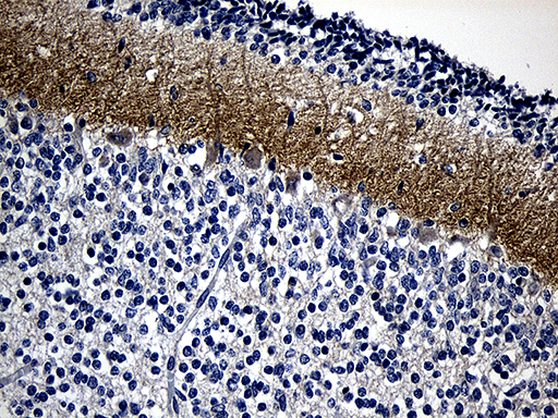 Immunohistochemical staining of paraffin-embedded Human embryonic cerebellum within the normal limits using anti-GRM4 mouse monoclonal antibody. (Heat-induced epitope retrieval by 1mM EDTA in 10mM Tris buffer (pH8.5) at 120°C for 3min