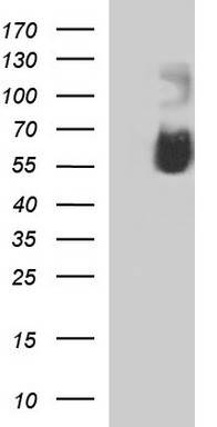 HEK293T cells were transfected with the pCMV6-ENTRY control (Left lane) or pCMV6-ENTRY SIGLEC7 (Right lane) cDNA for 48 hrs and lysed