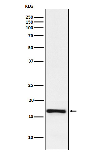 Western blot analysis of LMO4 expression in Jurkat cell lysate.