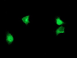 m06556 1 anti alg2 mouse monoclonal antibody clone id oti2a3 if testing 4