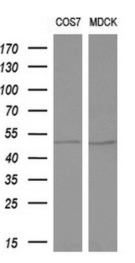 Western blot analysis of extracts (10ug) from 2 different cell lines by using anti-ALG2 monoclonal antibody (1:200)
