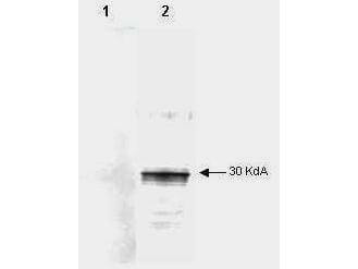 m06558 lefty2 primary antibodies wb testing 1