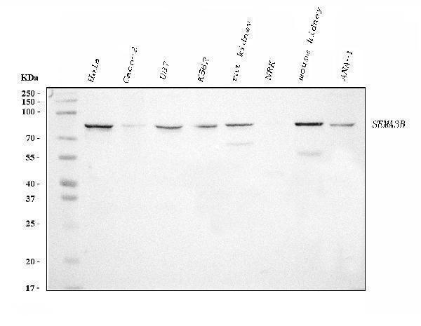 m06559 sema3b primary antibodies wb testing 1