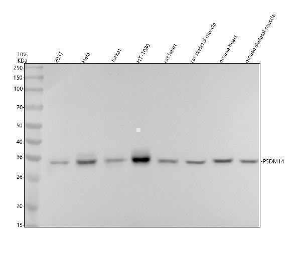 Western blot analysis of PSDM14 using anti-PSDM14 antibody (M06584)