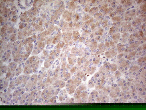 m06587 anti ppa2 mouse monoclonal antibody clone id oti7c1 ihc testing 2