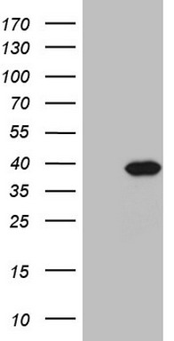 m06587 anti ppa2 mouse monoclonal antibody clone id oti7c1 wb testing 1