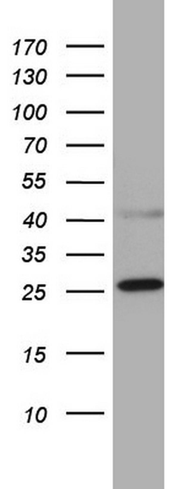 m06593 anti chchd3 mouse monoclonal antibody clone id oti7g4 wb testing 1