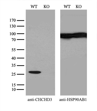 m06593 anti chchd3 mouse monoclonal antibody clone id oti7g4 wb testing 3