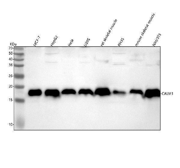 m06609 calmodulin primary antibodies wb testing 1