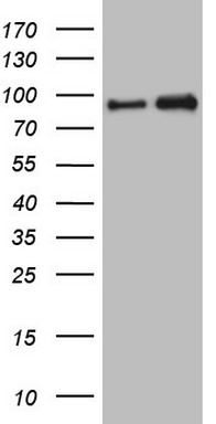 m06610 anti nkrf mouse monoclonal antibody clone id oti4c2 wb testing 1
