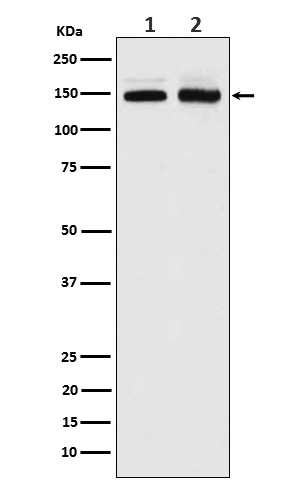 Western blot analysis of PI 3 Kinase R4 expression in (1) Jurkat cell lysate; (2) Molt-4 cell lysate