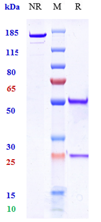 m06629 sds page