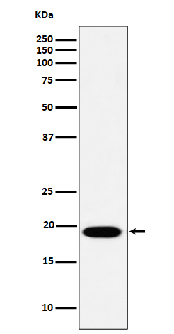 m06632 1 wb
