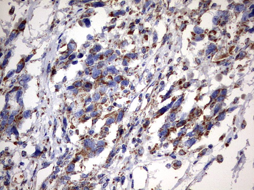 m06632 anti msrb3 mouse monoclonal antibody clone id oti2a2 ihc testing 2