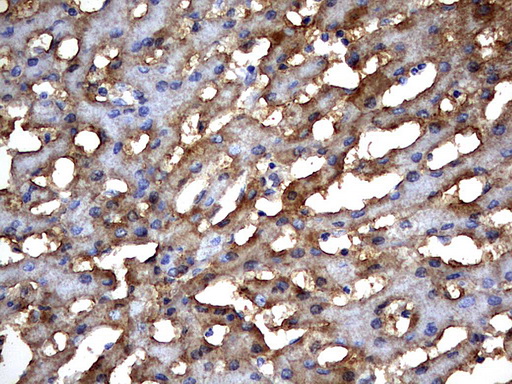 m06632 anti msrb3 mouse monoclonal antibody clone id oti2a2 ihc testing 3
