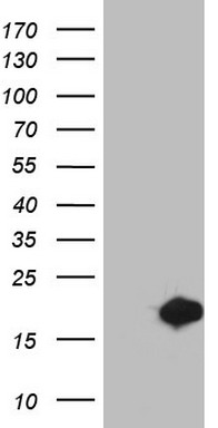 m06632 anti msrb3 mouse monoclonal antibody clone id oti2a2 wb testing 1