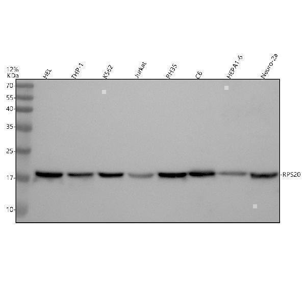 Western blot analysis of RPS20 using anti-RPS20 antibody (M06634)