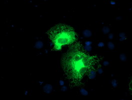 m06642 anti psmd2 mouse monoclonal antibody clone id oti1g6 if testing 11