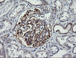 m06649 anti vti1a mouse monoclonal antibody clone id oti1f4 ihc testing 7