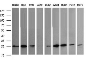 Western blot analysis of extracts (35ug) from 9 different cell lines by using anti-VTI1A monoclonal antibody (HepG2: human; HeLa: human; SVT2: mouse; A549: human; COS7: monkey; Jurkat: human; MDCK: canine; PC12: rat; MCF7: human)