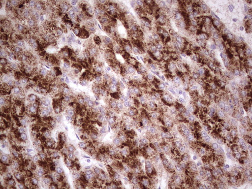 m06653 anti desmuslin synm mouse monoclonal antibody clone id oti7h6 ihc testing 5