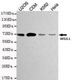 m06662 nfe2l1 primary antiboties wb testing 1