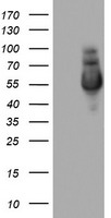 m06669 anti nab1 mouse monoclonal antibody clone id oti1d2 wb testing 1