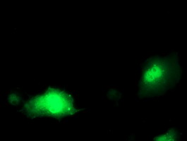 m06683 1 anti pdxk mouse monoclonal antibody clone id oti5h5 if testing 11