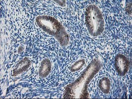 m06683 1 anti pdxk mouse monoclonal antibody clone id oti5h5 ihc testing 6