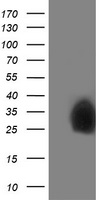 m06683 1 anti pdxk mouse monoclonal antibody clone id oti5h5 wb testing 1