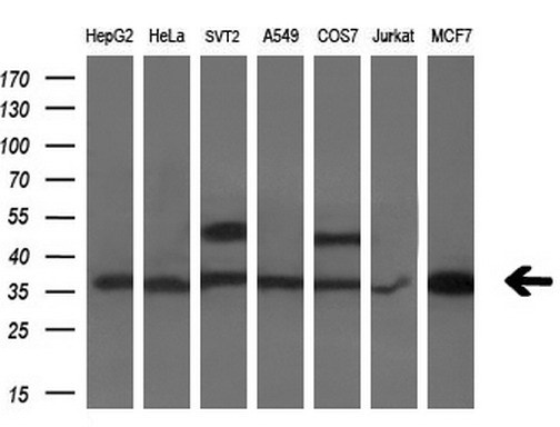 m06683 1 anti pdxk mouse monoclonal antibody clone id oti5h5 wb testing 2