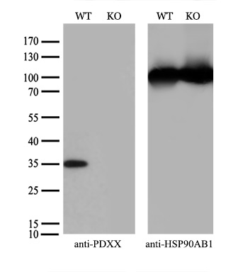 m06683 1 anti pdxk mouse monoclonal antibody clone id oti5h5 wb testing 3