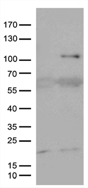 m06684 1 anti kal1 anos1 mouse monoclonal antibody clone id oti4b8 wb testing 1