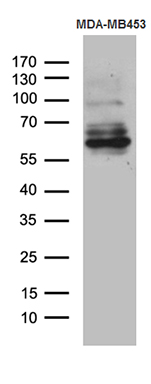 m06684 1 anti kal1 anos1 mouse monoclonal antibody clone id oti4b8 wb testing 2