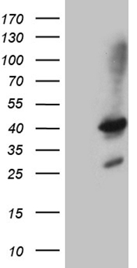 m06687 anti sharpin mouse monoclonal antibody clone id oti1f4 wb testing 1
