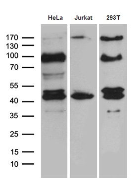 m06687 anti sharpin mouse monoclonal antibody clone id oti1f4 wb testing 2