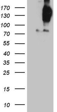 m06691 anti fyco1 mouse monoclonal antibody clone id oti9d1 wb testing 1