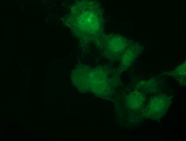 m06693 anti nse2 nsmce2 mouse monoclonal antibody clone id oti4h9 if testing 4