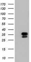 m06693 anti nse2 nsmce2 mouse monoclonal antibody clone id oti4h9 wb testing 1