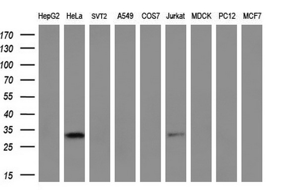 m06693 anti nse2 nsmce2 mouse monoclonal antibody clone id oti4h9 wb testing 2