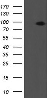 m06697 1 anti lepre1 p3h1 mouse monoclonal antibody clone id oti1b4 wb testing 1
