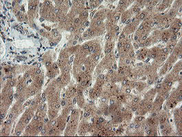 m06697 anti lepre1 p3h1 mouse monoclonal antibody clone id oti1h3 ihc testing 10