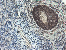 Immunohistochemical staining of paraffin-embedded Human Ovary tissue within the normal limits using anti-LEPRE1 mouse monoclonal antibody