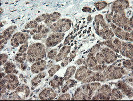 m06697 anti lepre1 p3h1 mouse monoclonal antibody clone id oti1h3 ihc testing 4
