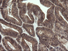 m06697 anti lepre1 p3h1 mouse monoclonal antibody clone id oti1h3 ihc testing 6