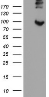 HEK293T cells were transfected with the pCMV6-ENTRY control (Left lane) or pCMV6-ENTRY LEPRE1 (Right lane) cDNA for 48 hrs and lysed