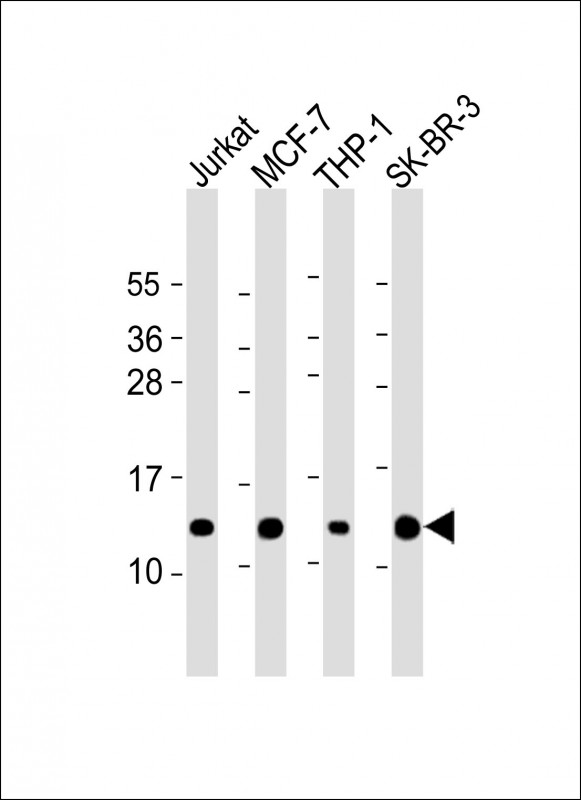 m06699 anti rps27 antibody n term wb testing 1