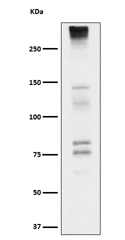Western blot analysis of Neurocan expression in Fetal brain cell lysate