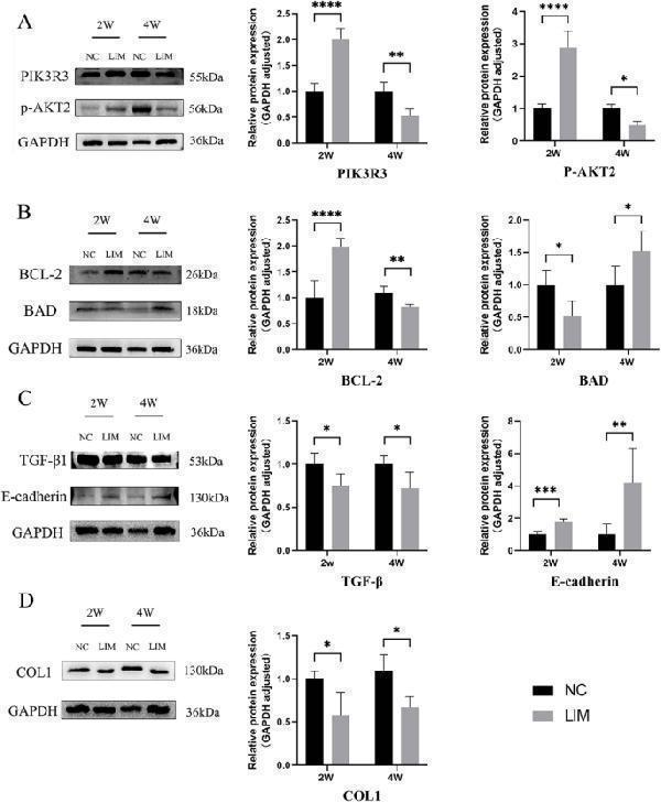 The relevant protein expression measured by western blot analysis