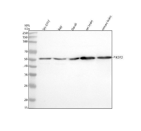 Western blot analysis of PIK3R3 using anti-PIK3R3 antibody (M06707)